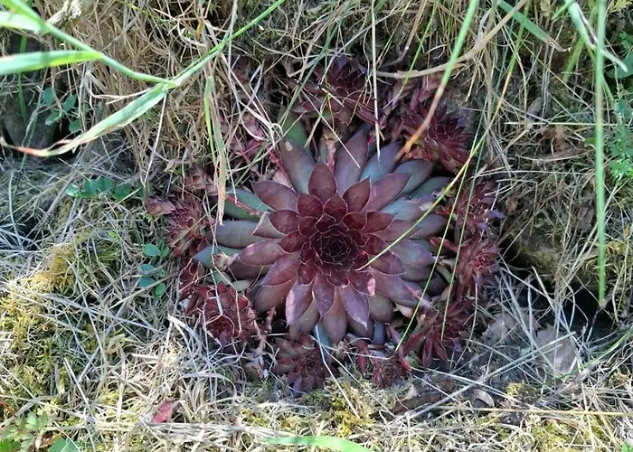 Chez Arnaoutou Tatil Evi *