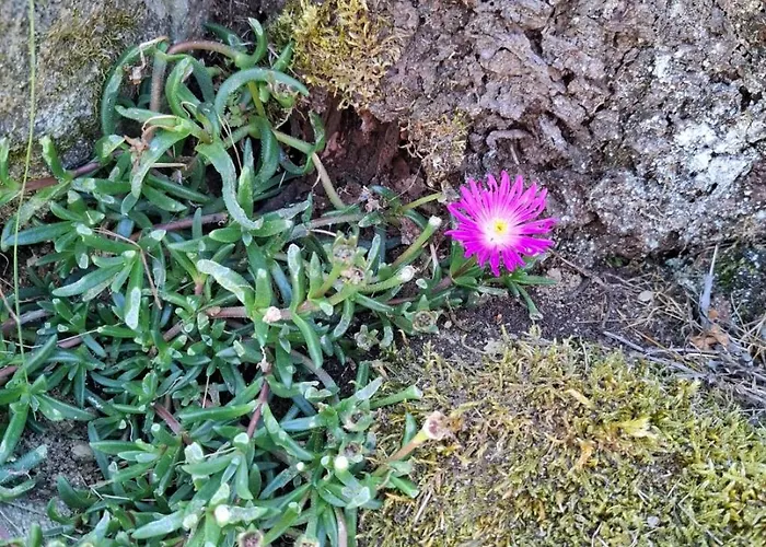 Tatil Evi Chez Arnaoutou *